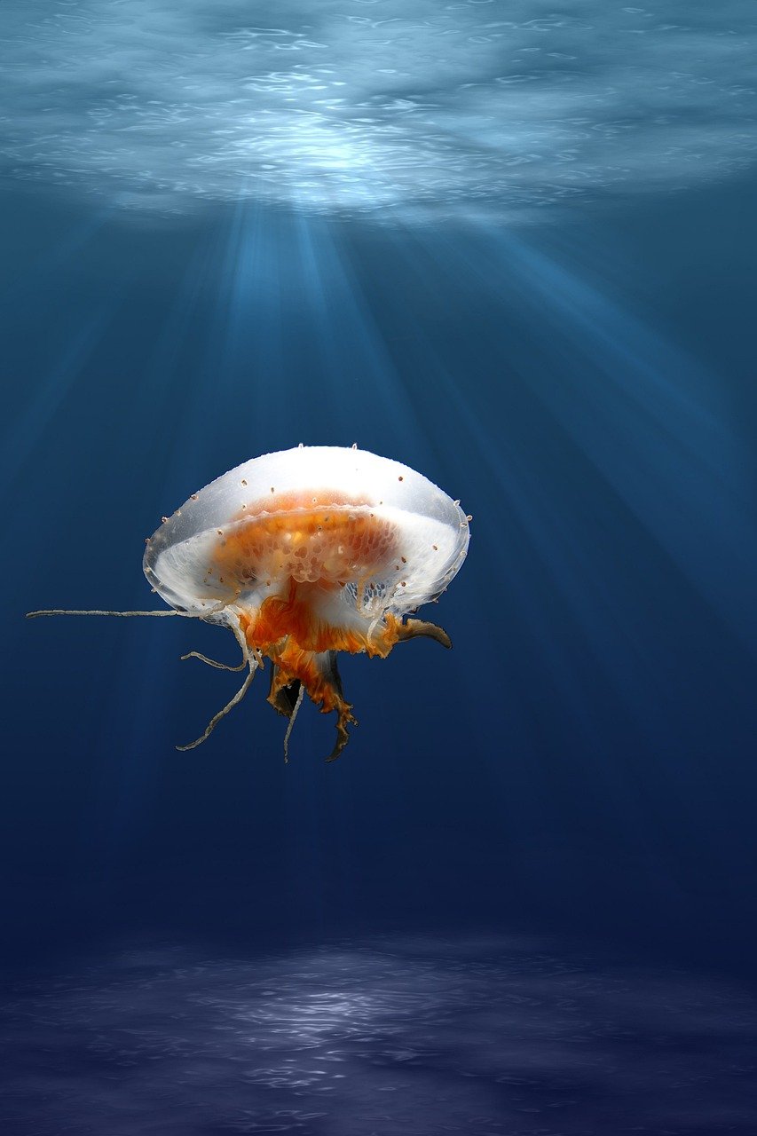 jellyfish, tentacles, animal-6327182.jpg